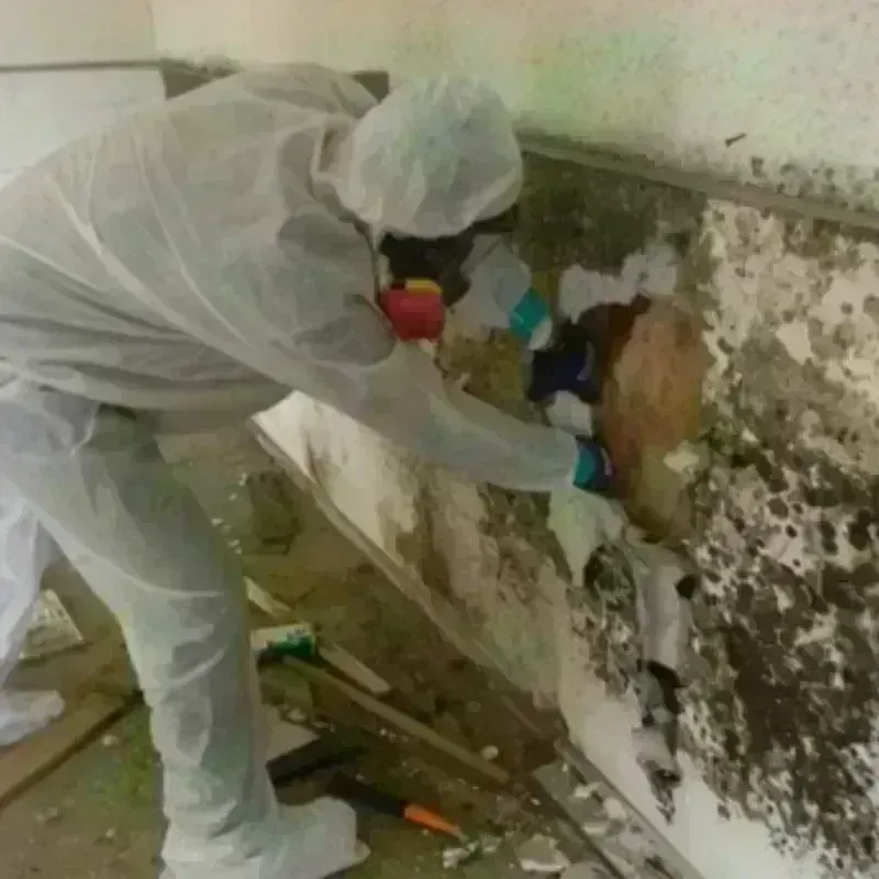 Mold Remediation and Removal in Culebra, PR